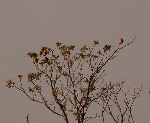 Red-footed Falcon