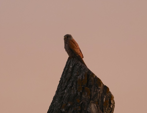 Eurasian Kestrel