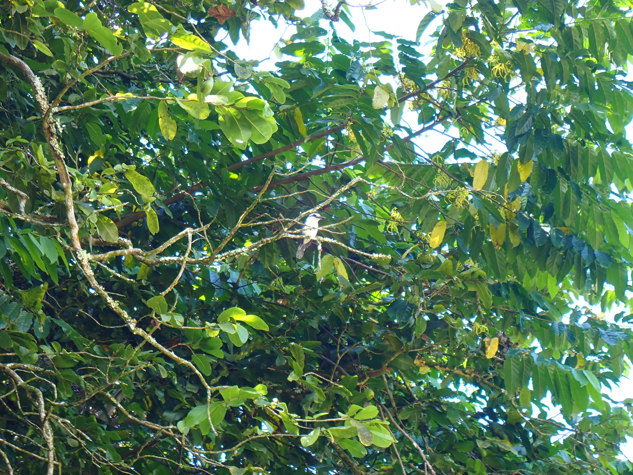 Chattering Kingfisher (Todiramphus tutus), photo 1