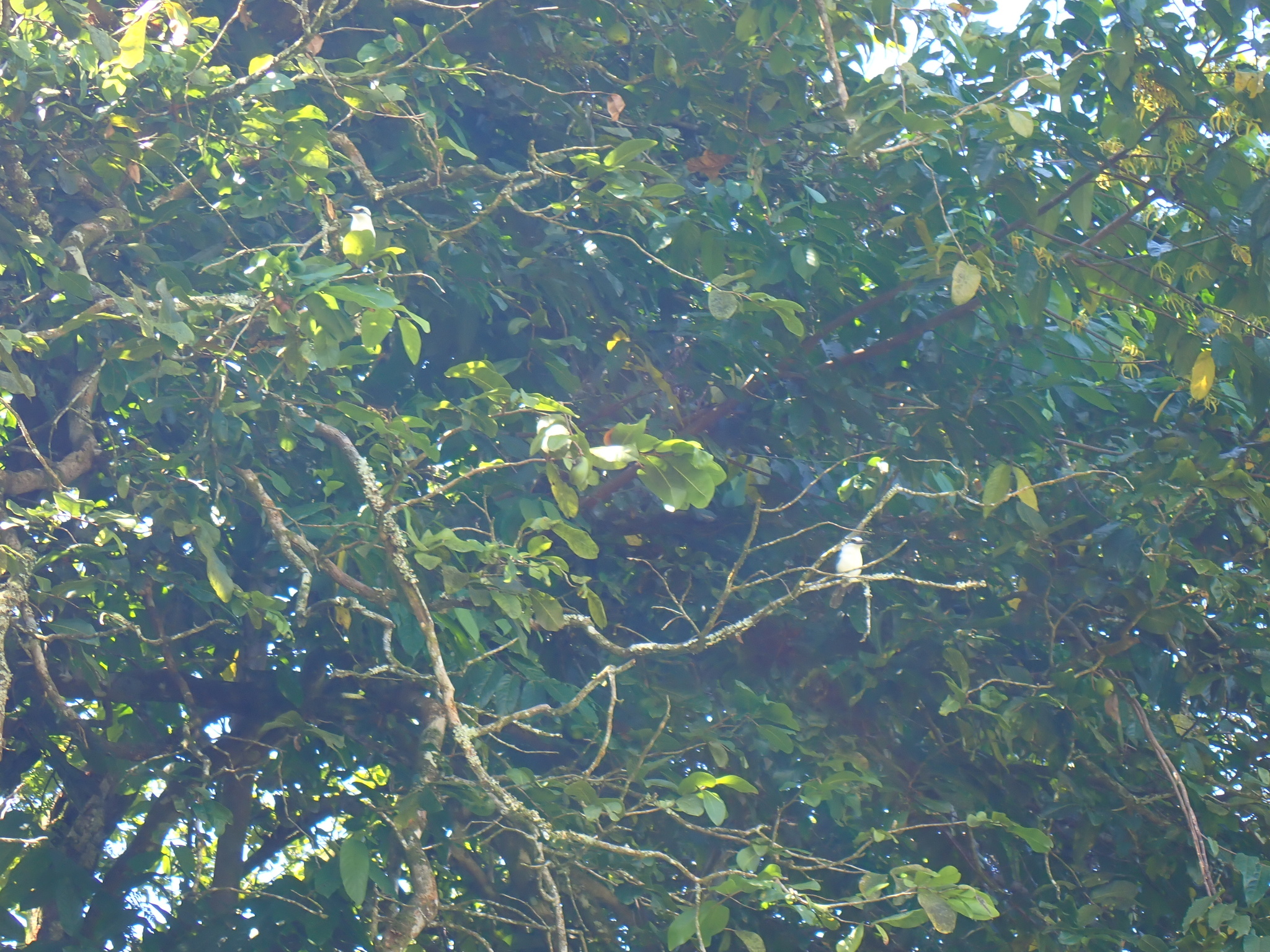 Chattering Kingfisher (Todiramphus tutus), photo 2