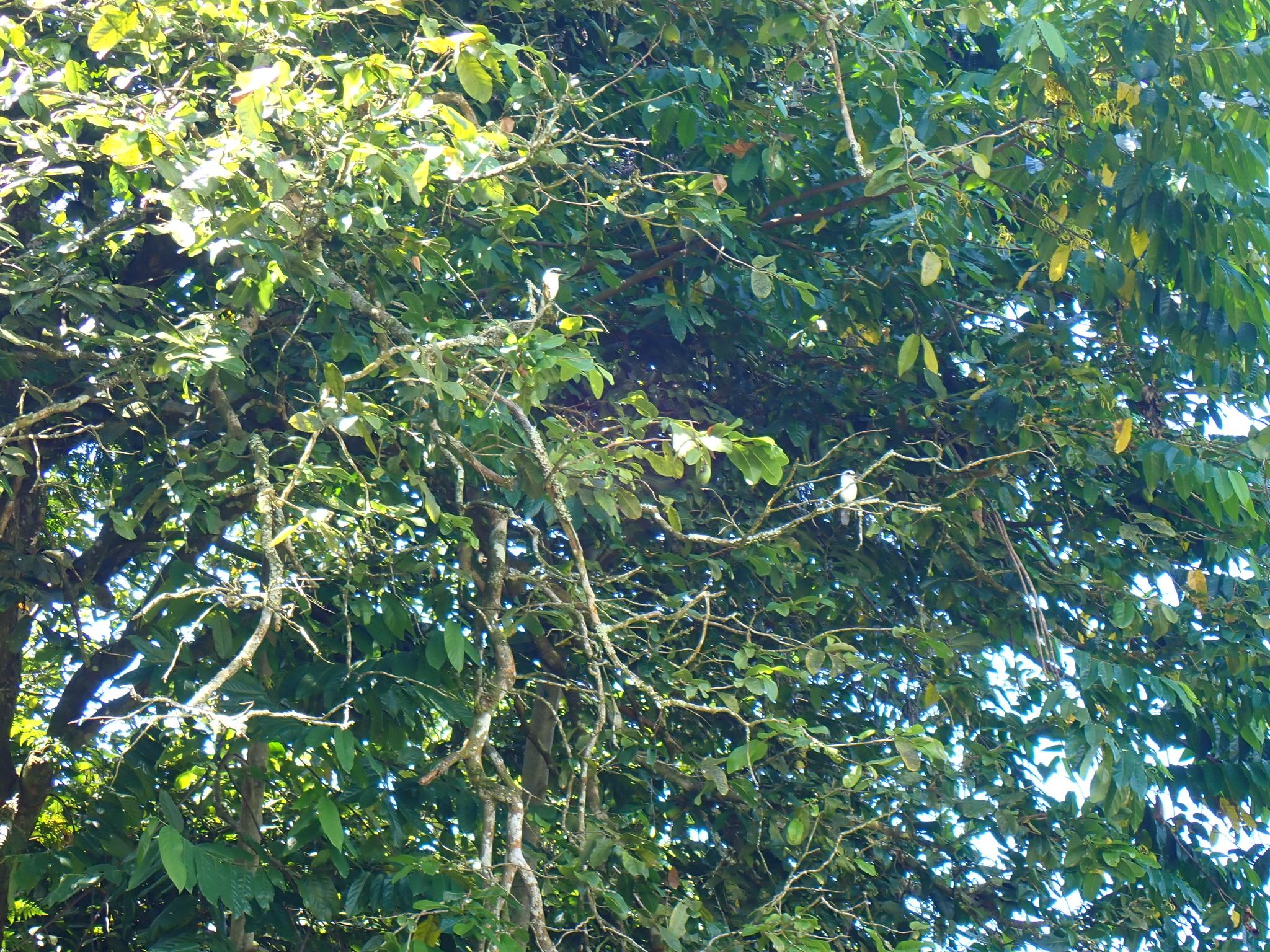 Chattering Kingfisher (Todiramphus tutus), photo 7