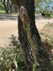 Yucca rupicola