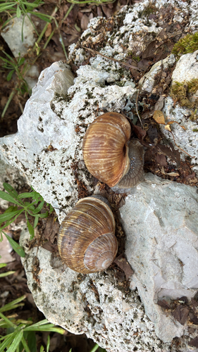 Helix pomatia