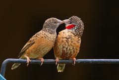 Cut-Throat Finch photo 3