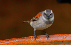 Passer melanurus vicinus