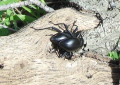 Coelocnemis