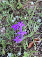 Glandularia aristigera