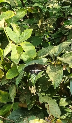 Common Mormon Swallowtail