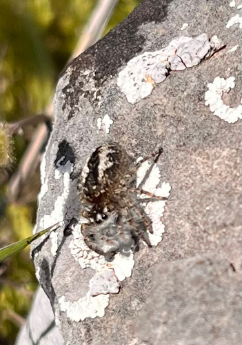 Red-bellied Jumping Spider