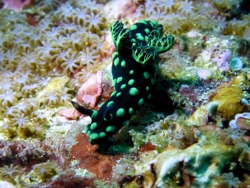 Crested Nembrotha (Nembrotha cristata)