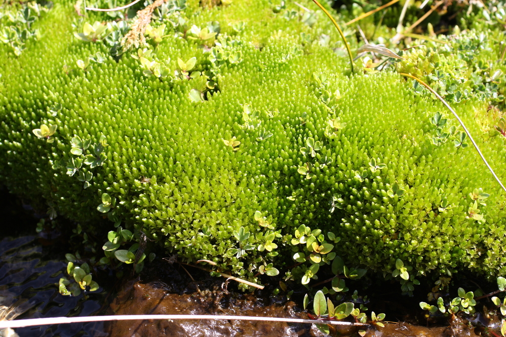 Bryum laevigatum