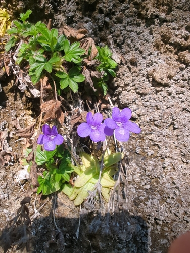 Pinguicula mariae