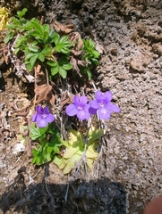 Pinguicula mariae