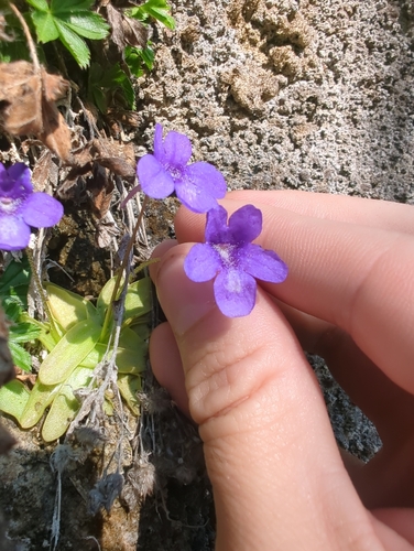 Pinguicula mariae