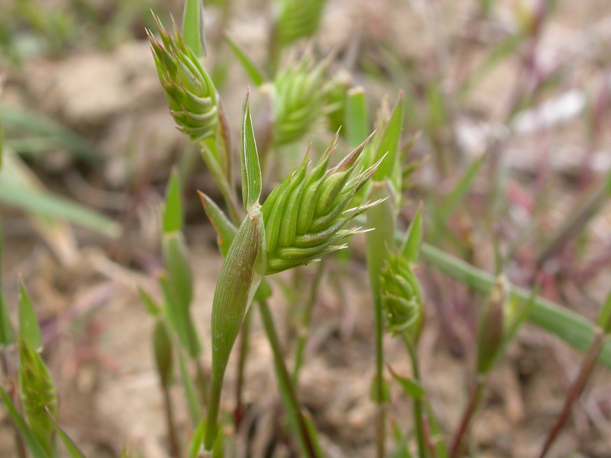Eremopyrum triticeum