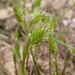 Eremopyrum triticeum - Photo (c) Matt Lavin, algunos derechos reservados (CC BY-SA)