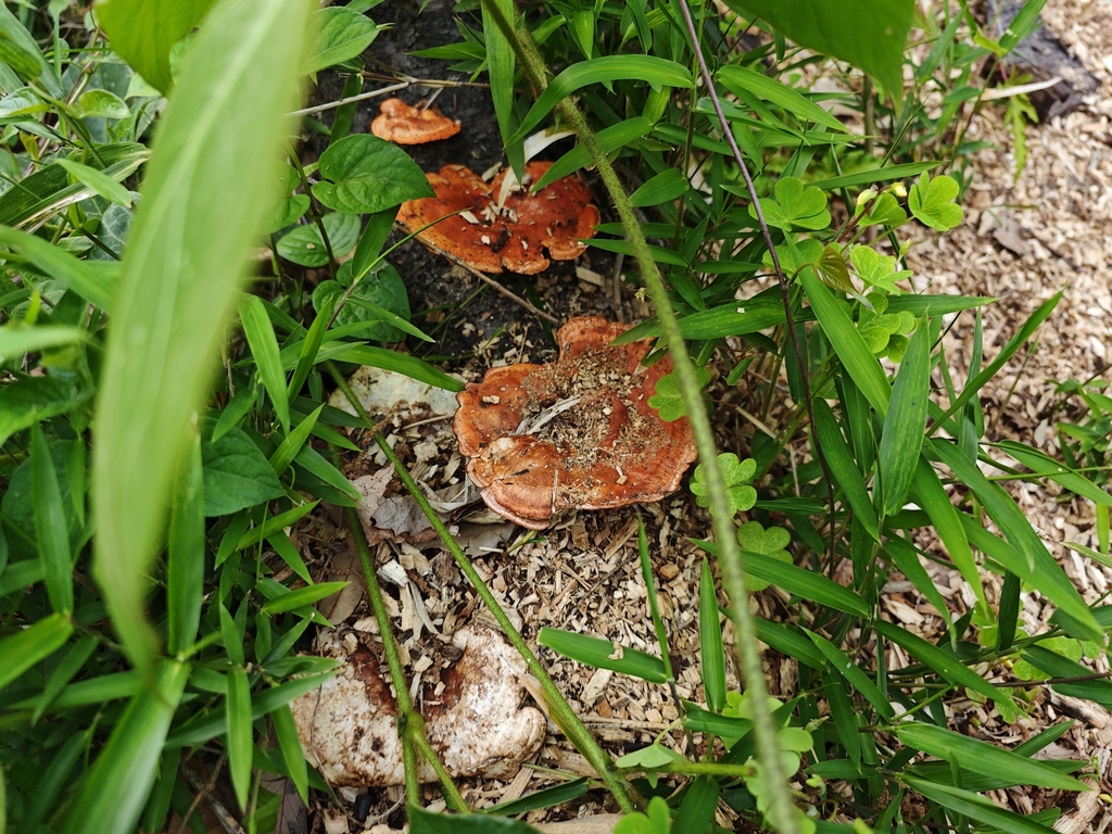 Trametes coccinea · May 2026 · photo: © tbc_watanabe (iNaturalist, cc-by-sa)