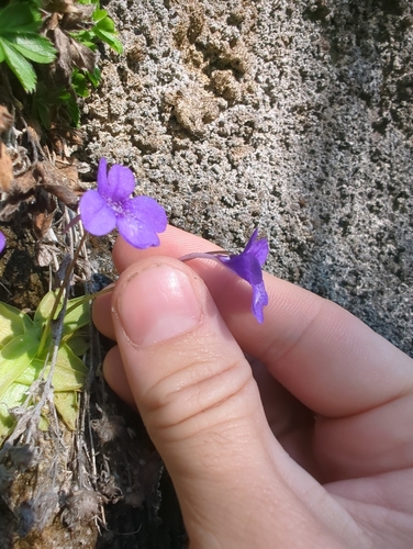 Pinguicula mariae