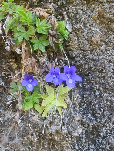 Pinguicula mariae