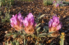 Astragalus laguroides