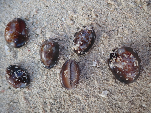Monetaria caputserpentis