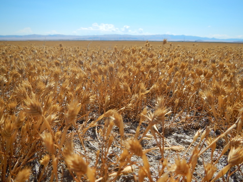 Annual False Wheatgrass