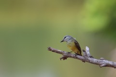 Tyrannus melancholicus