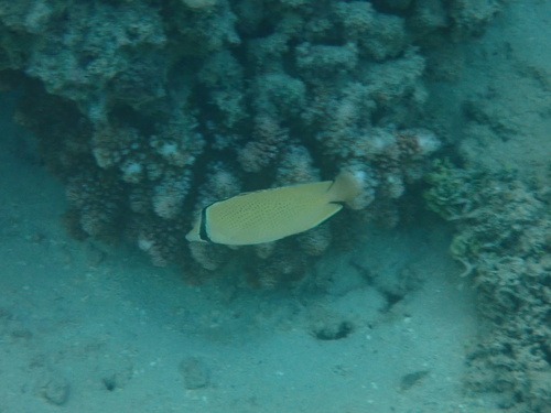 Chaetodon citrinellus