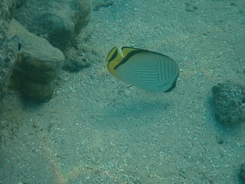 Chaetodon vagabundus