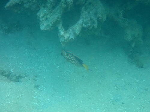 Pygoplites diacanthus