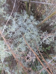 Artemisia alba, photograph author not stated, no rights reserved