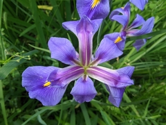 Iris giganticaerulea