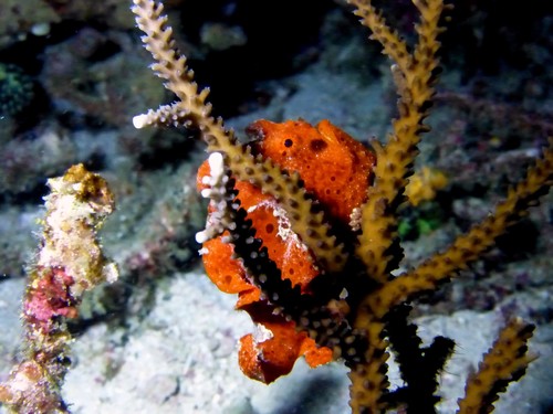Painted Frogfish (Antennarius pictus)