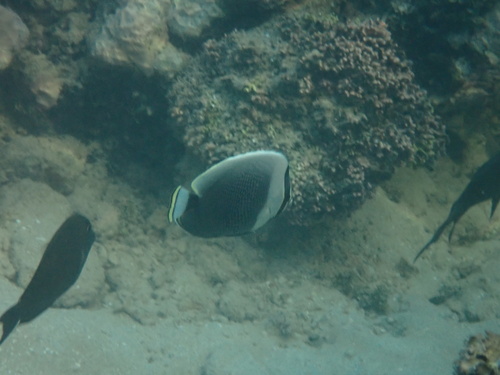Chaetodon reticulatus