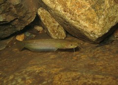 Pterocryptis anomala