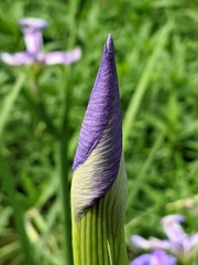 Iris giganticaerulea