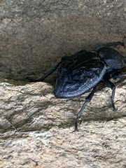 Microschatia inaequalis