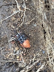 Rhynocoris ventralis