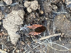 Rhynocoris ventralis