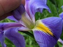 Iris giganticaerulea
