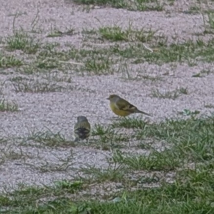 Citril Finch (Carduelis citrinella), photo 2