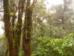 Elleanthus capitatus