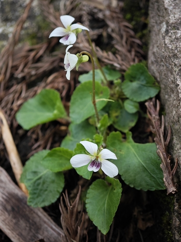 Viola fargesii