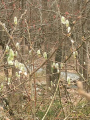 Salix sericea