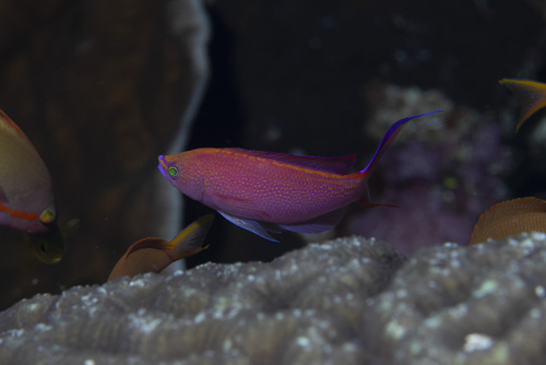 Pseudanthias smithvanizi observed 2026-04-28