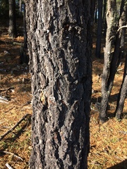 Pinus cooperi