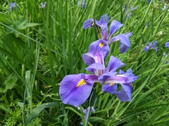 Iris giganticaerulea