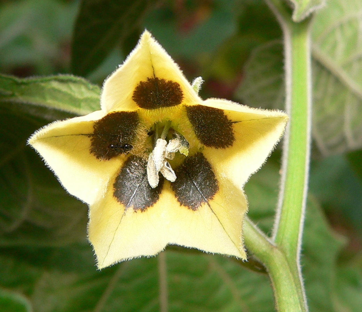 Physalis