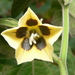 Physalis - Photo (c) Chrissie Fourie,  זכויות יוצרים חלקיות (CC BY-NC), הועלה על ידי Chrissie Fourie