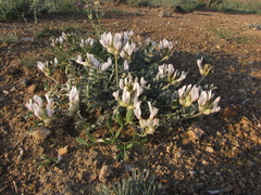 Astragalus dilutus